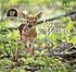 Lost in the woods : a photographic fantasy by  Carl R Sams 