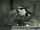 Japanese goldfish, their varieties and cultivation; a practical guide to the Japanese methods of goldfish culture for amateurs and professionals,