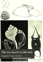 The sea-beach at ebb-tide : a guide to the study of the seaweeds and the lower animal life found between tide-marks
