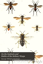 On the instincts and habits of the solitary wasps.
