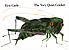 The very quiet cricket by  Eric Carle 