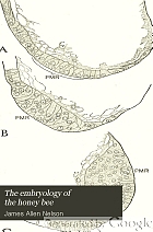 The embryology of the honey bee.