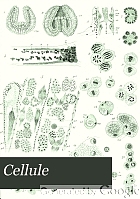 La Cellule.