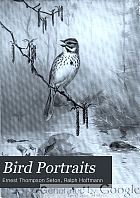 Bird portraits