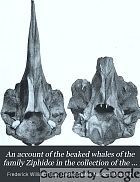 An account of the beaked whales of the family Ziphidœ in the collection of the United States National Museum, with remarks on some specimens in other American museums