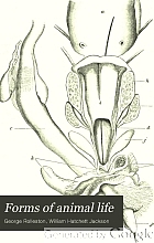 Forms of animal life : a manual of comparative anatomy : with descriptions of selected types
