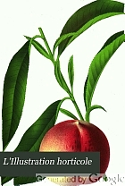 L'Illustration horticole : journal spécial des serres et des jardins, ou choix raisonné de splantes le plus interréssantes sous le rapport ornamental, comprenant leur histoire complète, leur description comparee, leur figure et leur culture.