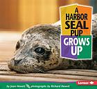 A harbor seal grows up