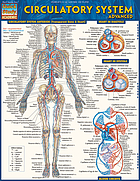 Front cover image for Circulatory System Advanced.