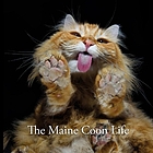 The Maine Coon life
