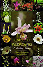 Cape Cod wildflowers : a vanishing heritage