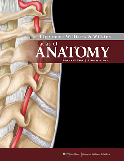 Lippincott Williams & Wilkins Atlas of Anatomy Musculature Chart: Upper Limb:  Anatomical Chart Company: 9781605471037: : Books