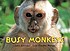 Busy monkeys by  John Schindel 