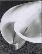 Imogen Cunningham, 1883-1976