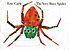 The very busy spider by  Eric Carle 