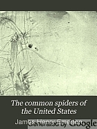 The common spiders of the United States