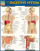 Front cover image for Anatomy of the Digestive System